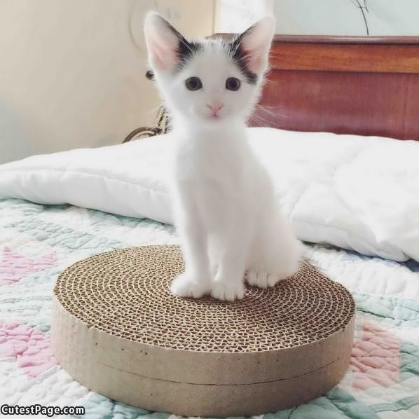 White Fluffy Kitten