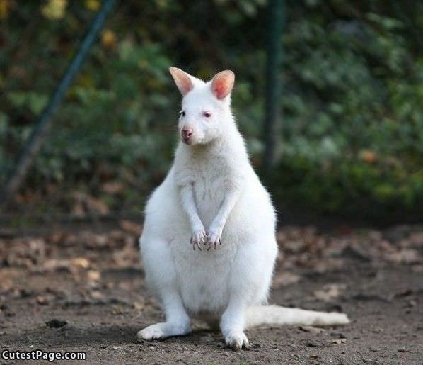 White Kangaroo