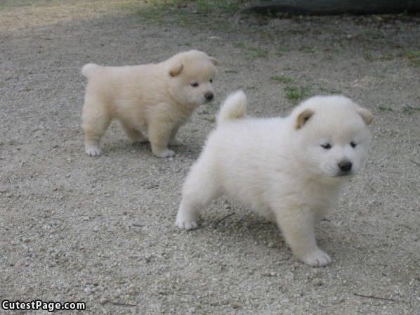 White Puppies