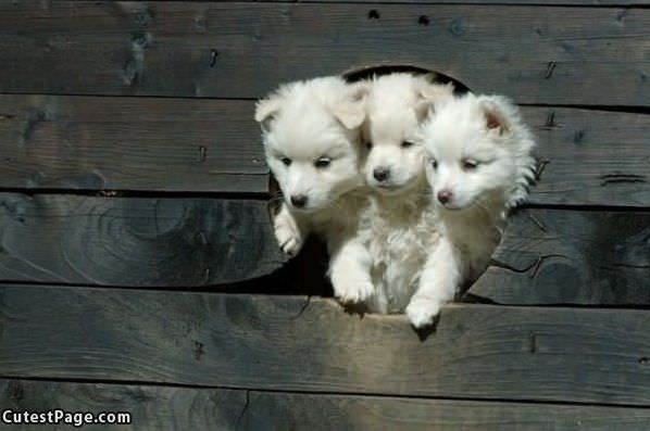 White Puppies