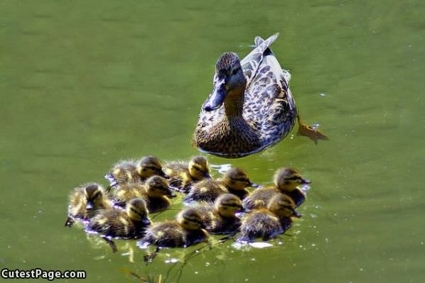 Whole Cute Family