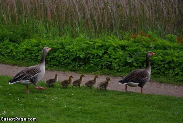 Whole Family