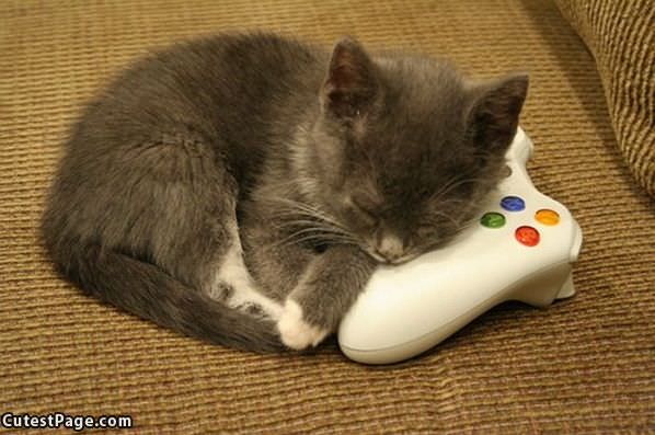 Xbox Kitten