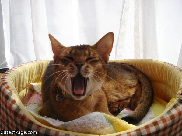 Yawn Cat