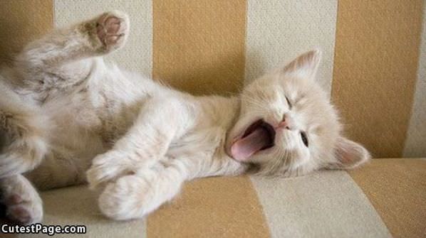 Yawn Kitten
