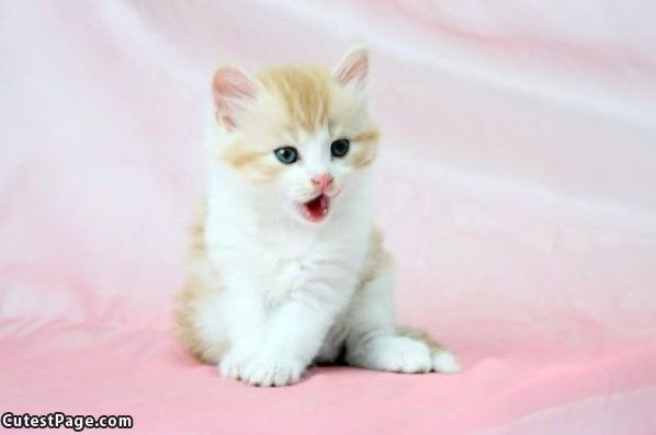 Yawning Kitten