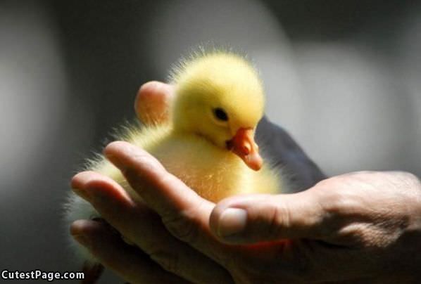 Yellow And Cute