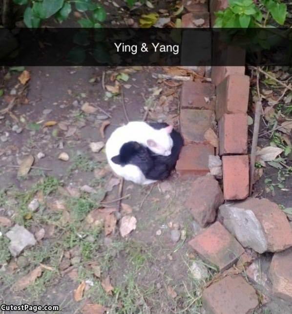 Ying Yang