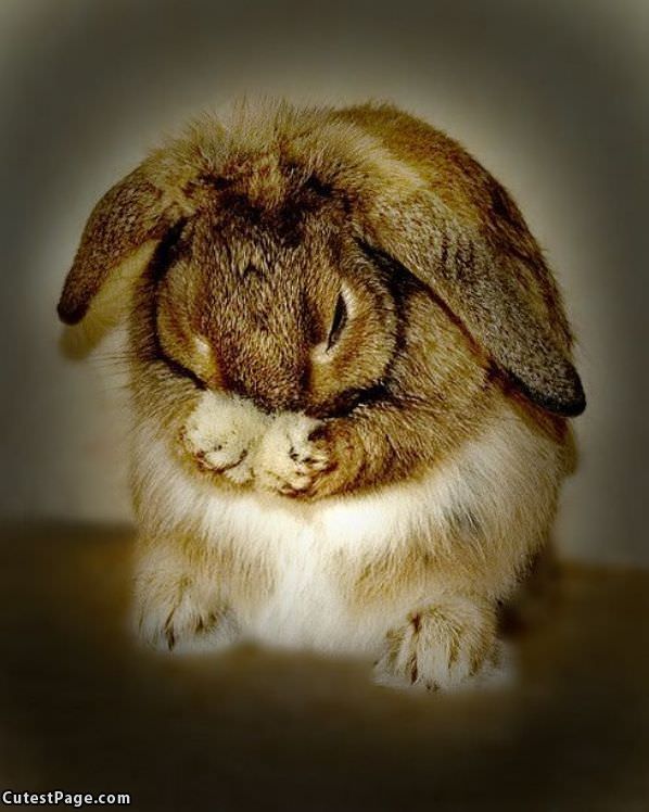 You Make Bunny Sad