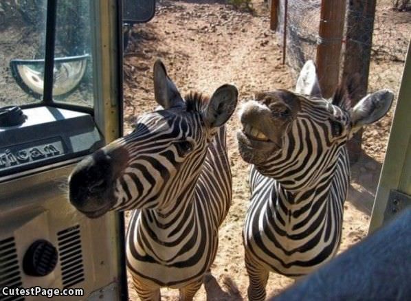 Zebras