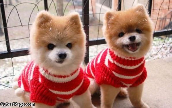 Sweater Puppies | All Cute Pictures
